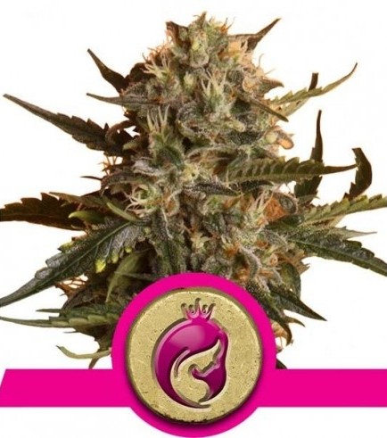 Royal Madre (Royal Queen Seeds)