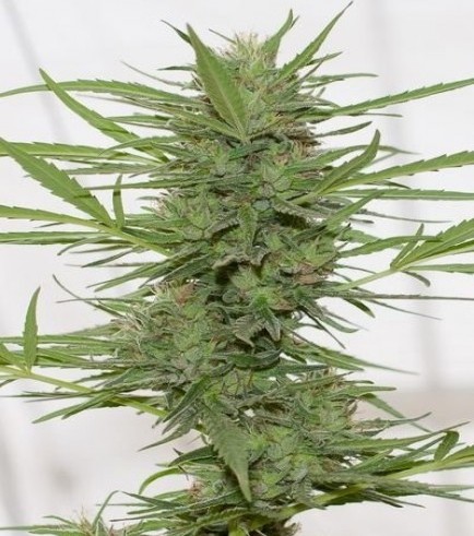 Dedoverde Haze Autofiorente (Humboldt Seeds)