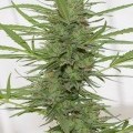 Dedoverde Haze Autofiorente (Humboldt Seeds)