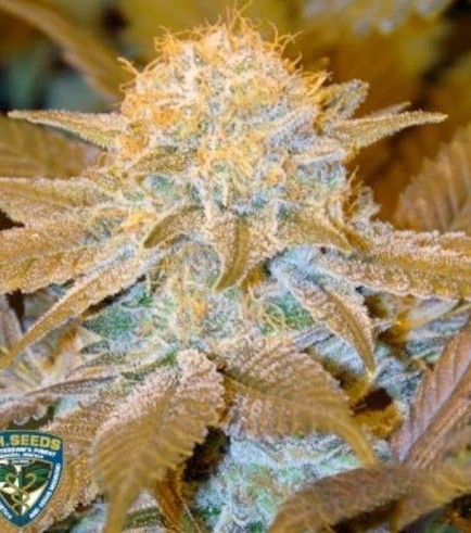 Critical HOG (T.H. Seeds)