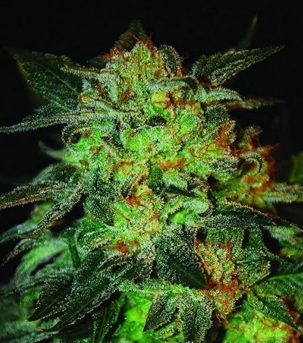 Expert 47 (Expert Seeds)