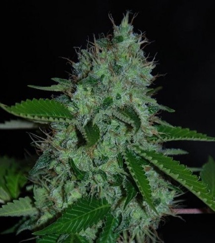 White Widow (Expert Seeds)