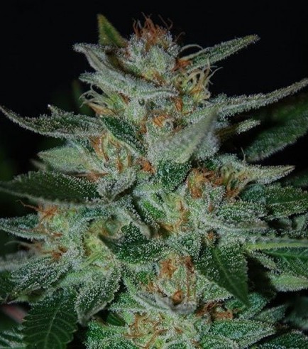 Blue Funk (Expert Seeds)