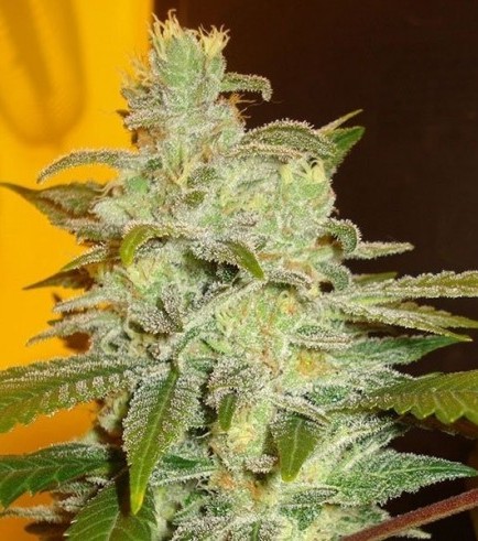 Northern Lights (Expert Seeds)