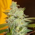 Northern Lights (Expert Seeds)