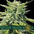 Crystal Queen (Vision Seeds)