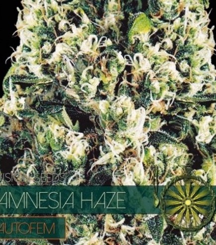 Amnesia Haze Autofiorente (Vision Seeds)