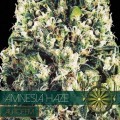 Amnesia Haze Autofiorente (Vision Seeds)