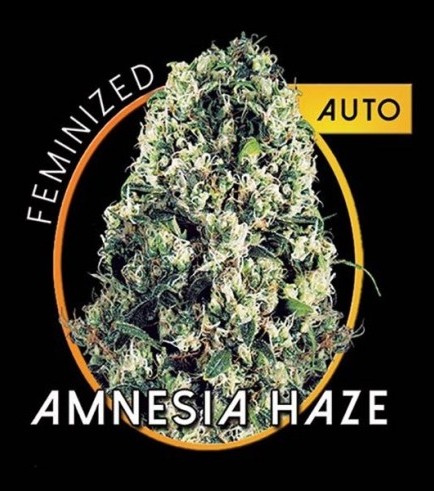 Amnesia Haze Autofiorente (Vision Seeds)