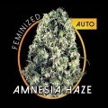 Amnesia Haze Autofiorente (Vision Seeds)