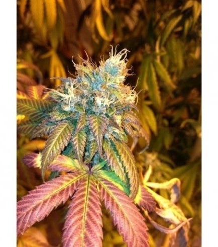 Sour Secret (DNA Genetics)