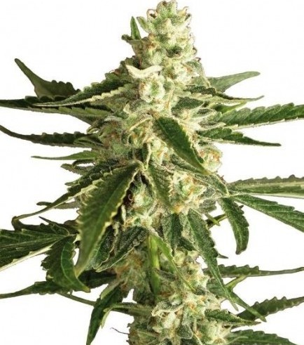 White Diesel Haze Automatica (White Label)