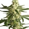 White Diesel Haze Automatica (White Label)