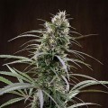 Congo (ACE Seeds)