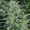 Malawi (ACE Seeds)