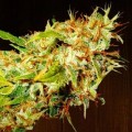 Zamaldelica (ACE Seeds)