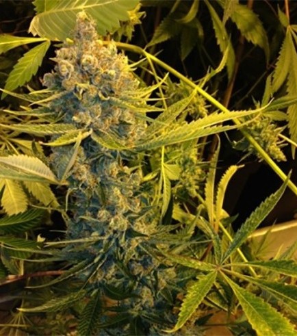 Dawg Star (T.H. Seeds)