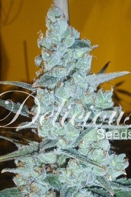 Critical Jack Herer