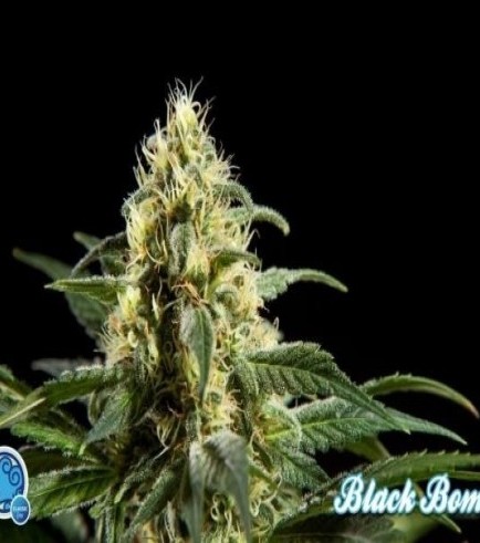 Black Bomb (Philosopher Seeds)