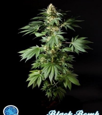 Black Bomb (Philosopher Seeds)