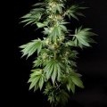 Black Bomb (Philosopher Seeds)