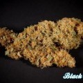 Black Bomb (Philosopher Seeds)