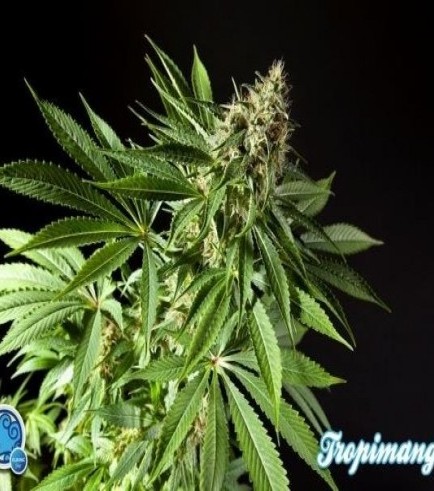 Tropimango (Philosopher Seeds)