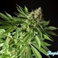 Tropimango (Philosopher Seeds)