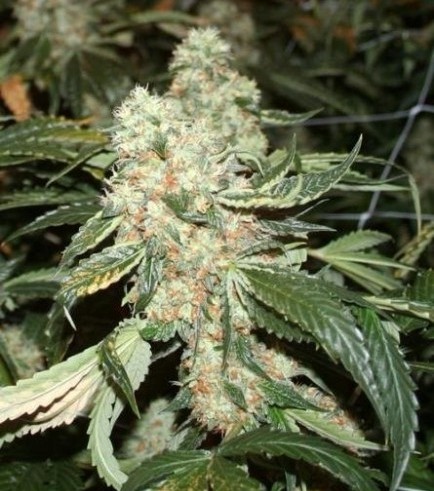 Darkstar Kush (T.H. Seeds)