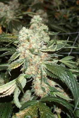 Darkstar Kush