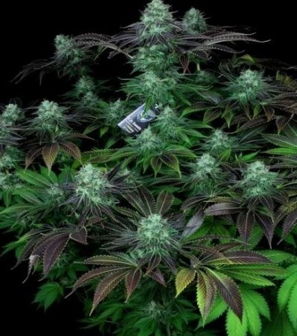 Darkstar Kush (T.H. Seeds)