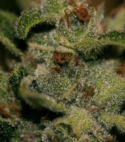 Darkstar Kush (T.H. Seeds)