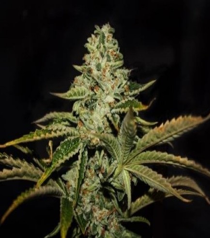 Darkstar Kush (T.H. Seeds)