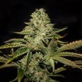 Darkstar Kush (T.H. Seeds)