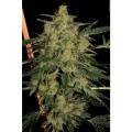 Nebula II CBD (Paradise Seeds)