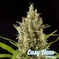 Easy Haze (Philosopher Seeds)