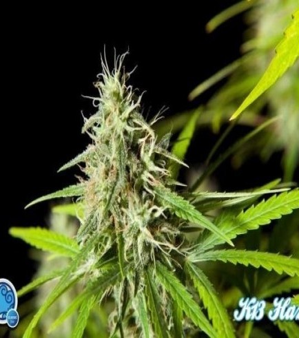 Easy Haze (Philosopher Seeds)