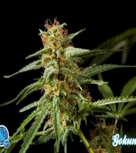 Philo Skunk (Philosopher Seeds)