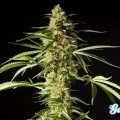 Philo Skunk (Philosopher Seeds)