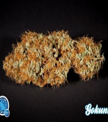 Philo Skunk (Philosopher Seeds)