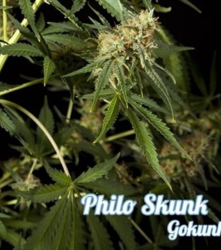 Philo Skunk (Philosopher Seeds)