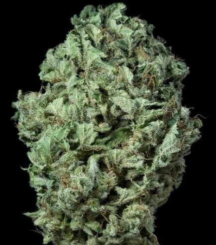 Sour Diesel Autofiorente (Dinafem)