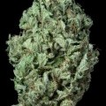 Sour Diesel Autofiorente (Dinafem)