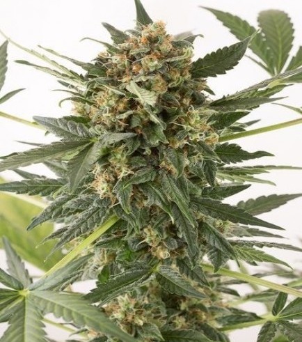 Kush-n-Cheese Autofiorente (Dinafem)