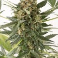 Kush-n-Cheese Autofiorente (Dinafem)