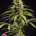 Fruity Jack (Philosopher Seeds)