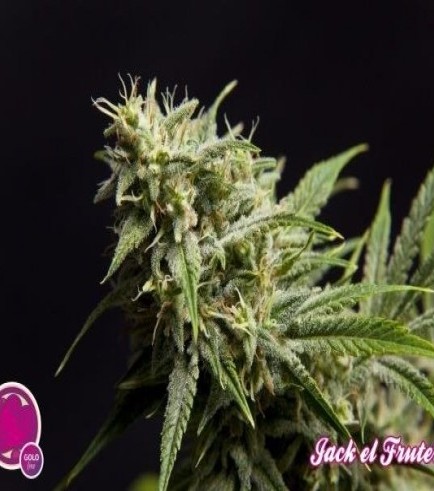 Fruity Jack (Philosopher Seeds)