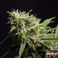 Fruity Jack (Philosopher Seeds)