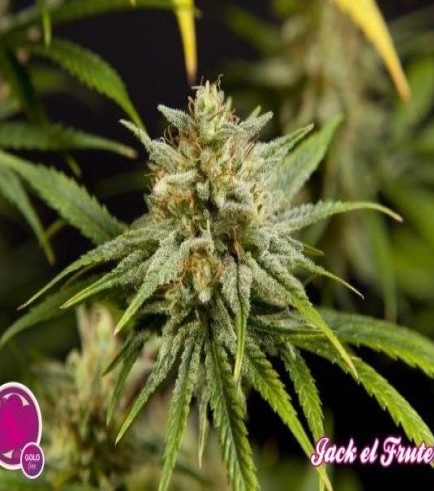 Fruity Jack (Philosopher Seeds)