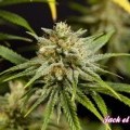 Fruity Jack (Philosopher Seeds)